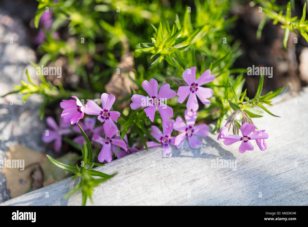 "Rosetta" Kelsey's Phlox, Skunkflox (Phlox kelseyi) Foto Stock