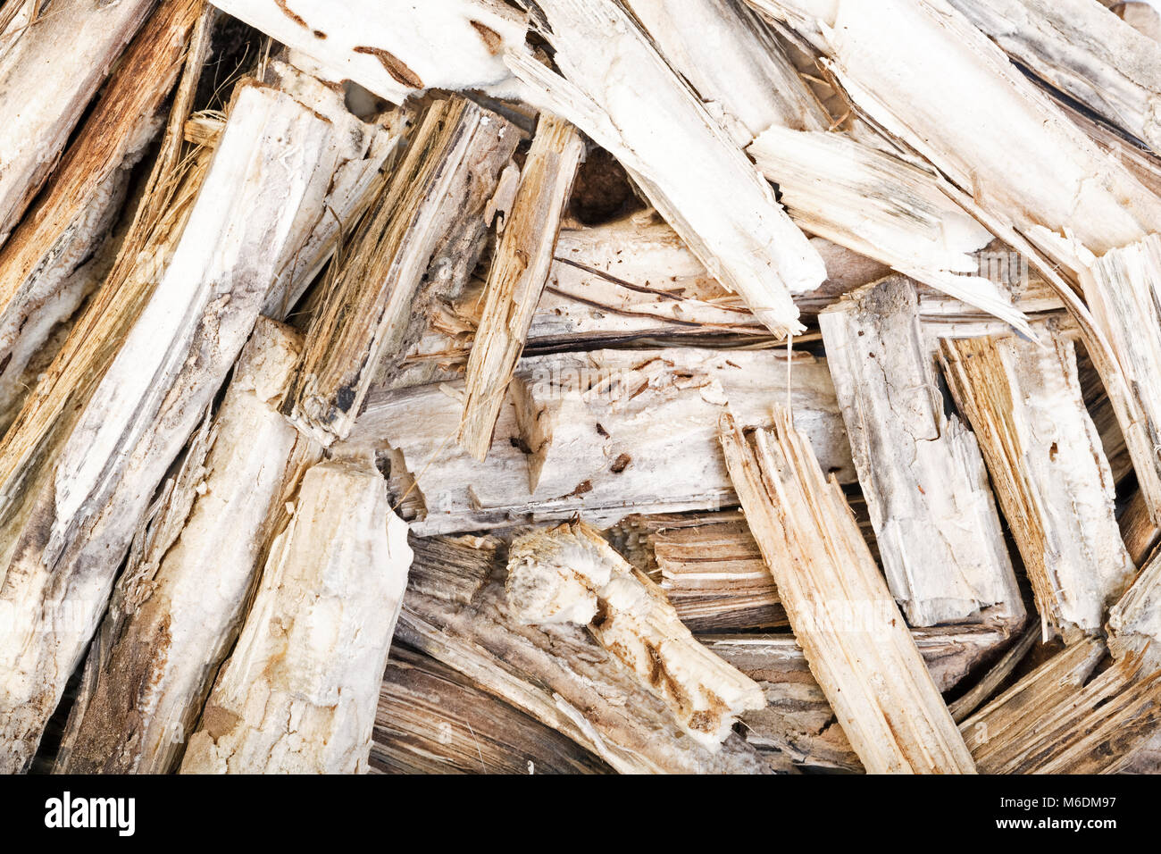 Bardana secco per uso medico. Close-up foto. Foto ad alta risoluzione. Foto Stock