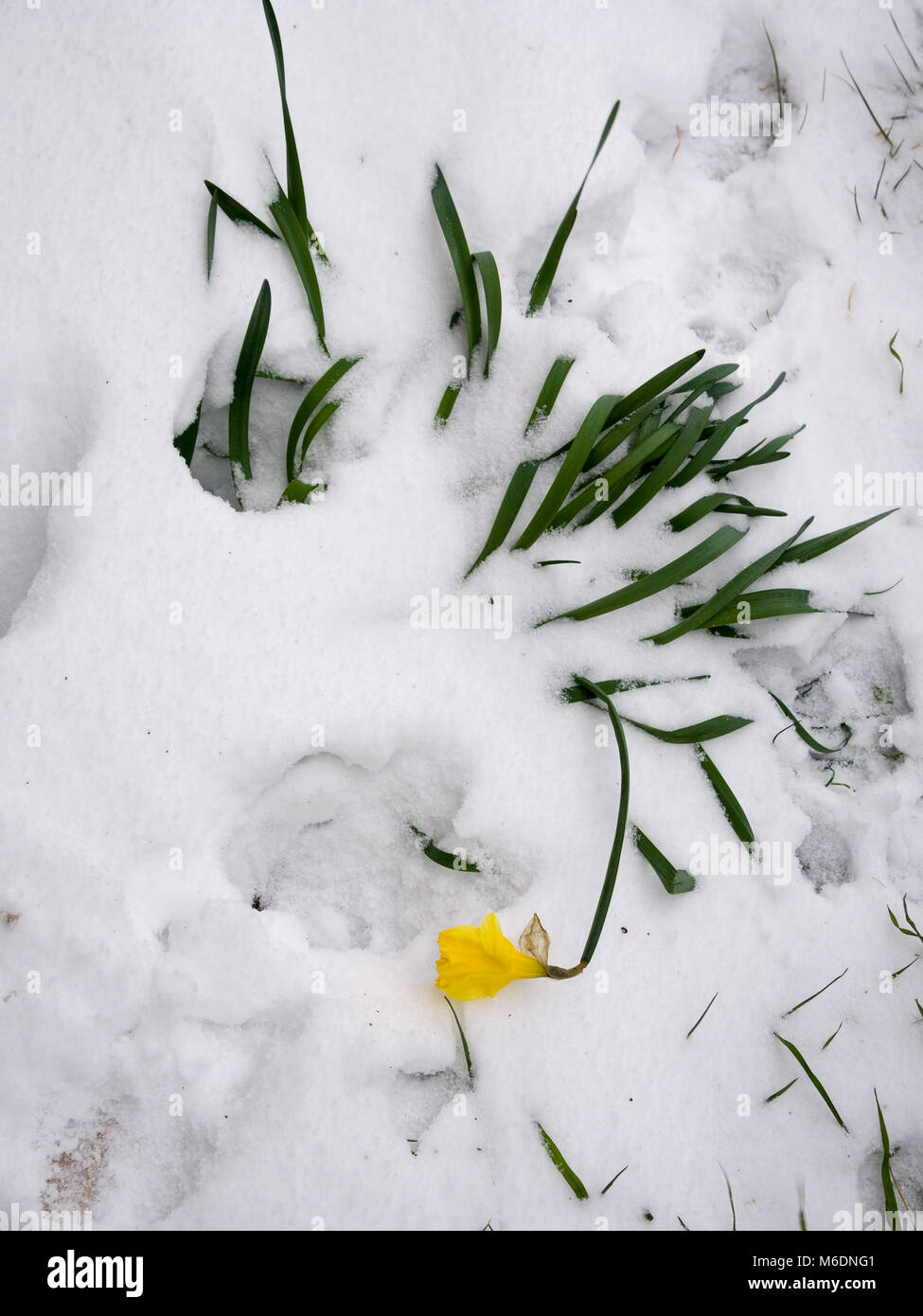Marzo 2018. Daffodil schiacciato dalla neve pesante. Foto Stock