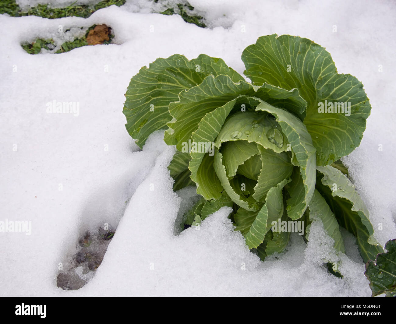 Hardy primavera/cavolo nero nella neve. Foto Stock
