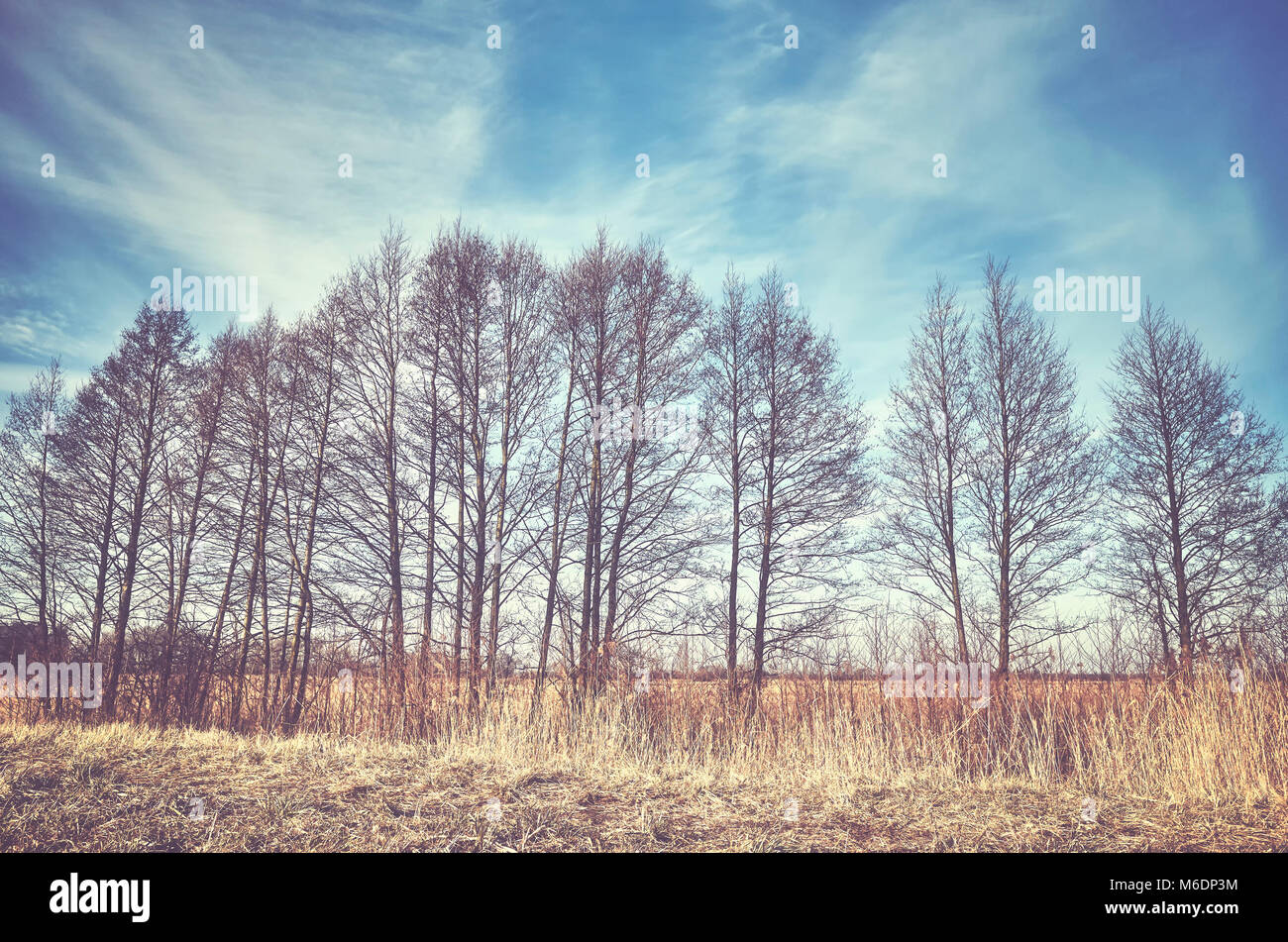 Paesaggio rurale con alberi in una fila, dai toni di colore dell'immagine. Foto Stock