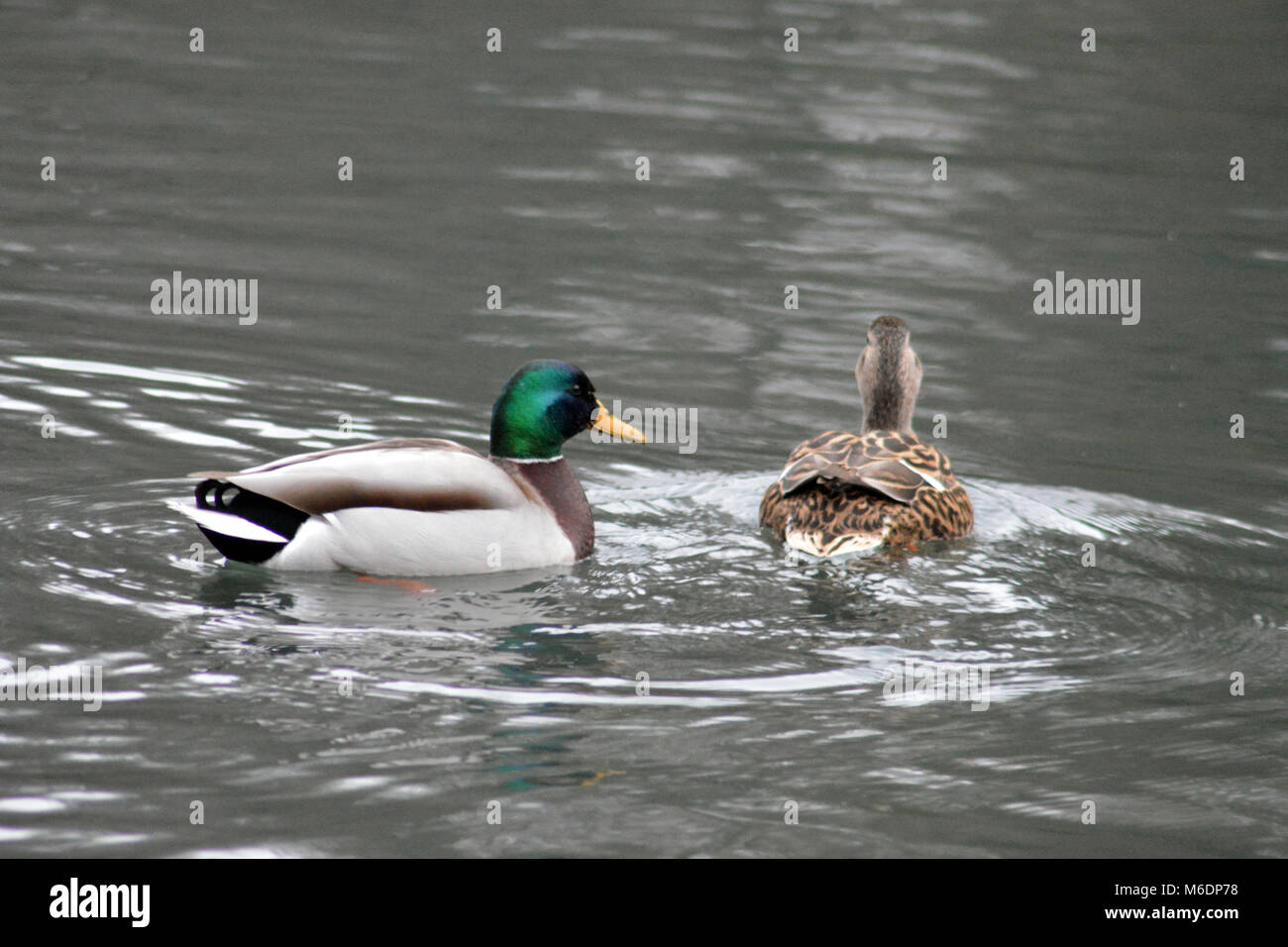 Anatre Singleton sul parco lago a Swansea in inverno Foto Stock