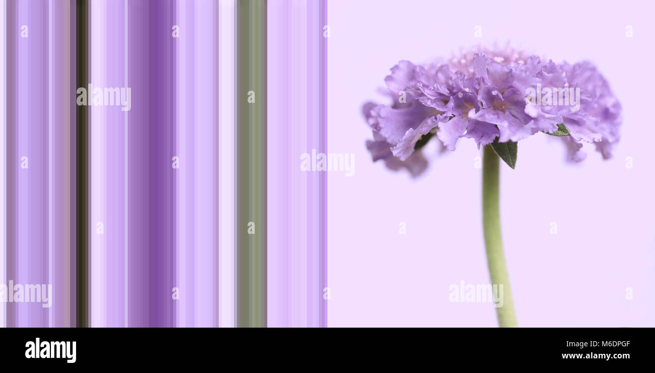 Biglietto di auguri design puntaspilli fiore scabiosa con strisce complementari di sfondo - 2 immagini ad alta risoluzione Foto Stock