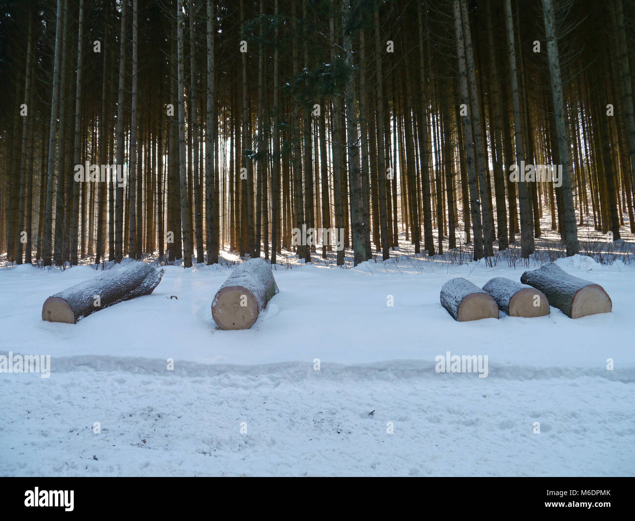 Tronco di abete rosso / forestale in inverno con bosco innevato Foto Stock