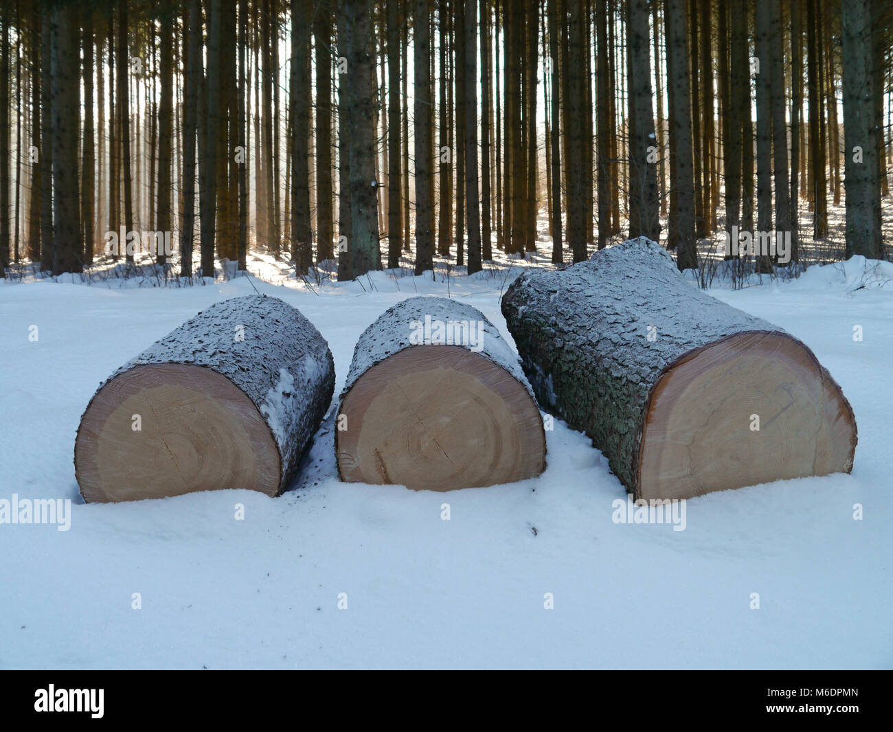Tronco di abete rosso / forestale in inverno con bosco innevato Foto Stock