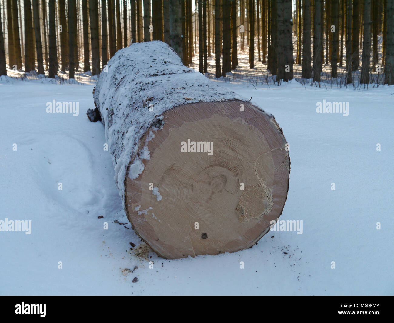 Tronco di abete rosso / forestale in inverno con bosco innevato Foto Stock