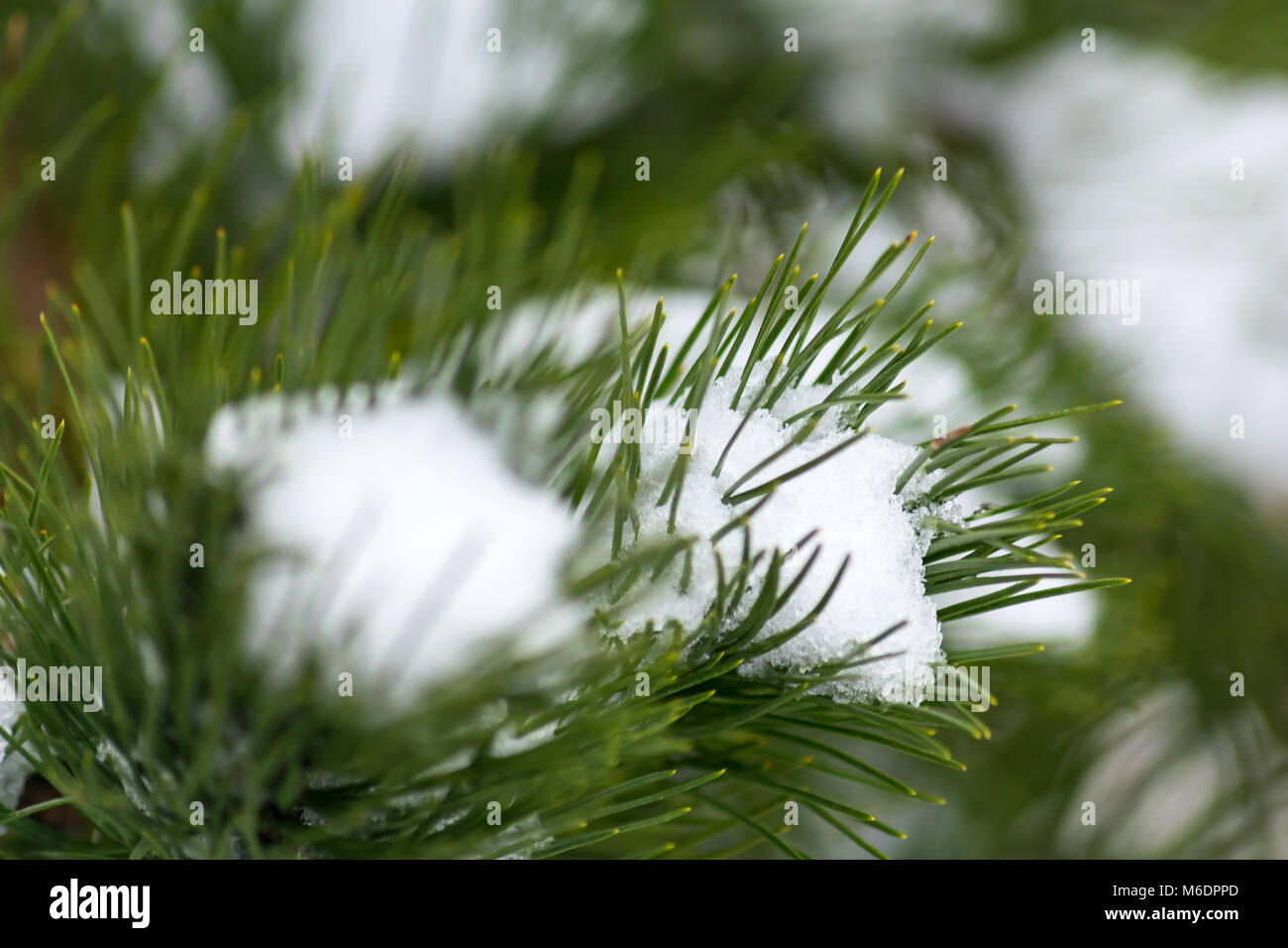 La neve su un albero di pino Foto Stock