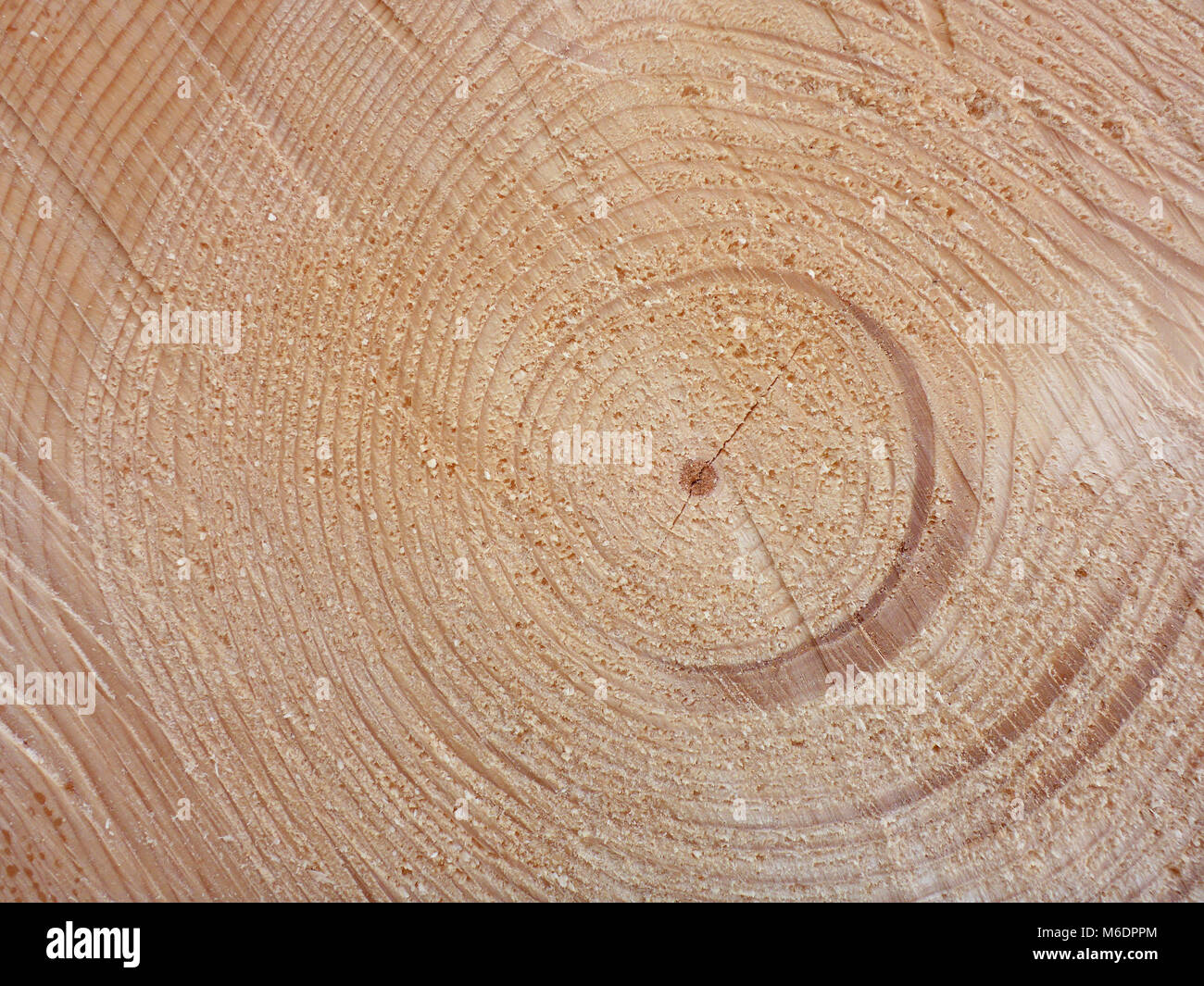 Sfondo di legno con anelli annuali Foto Stock