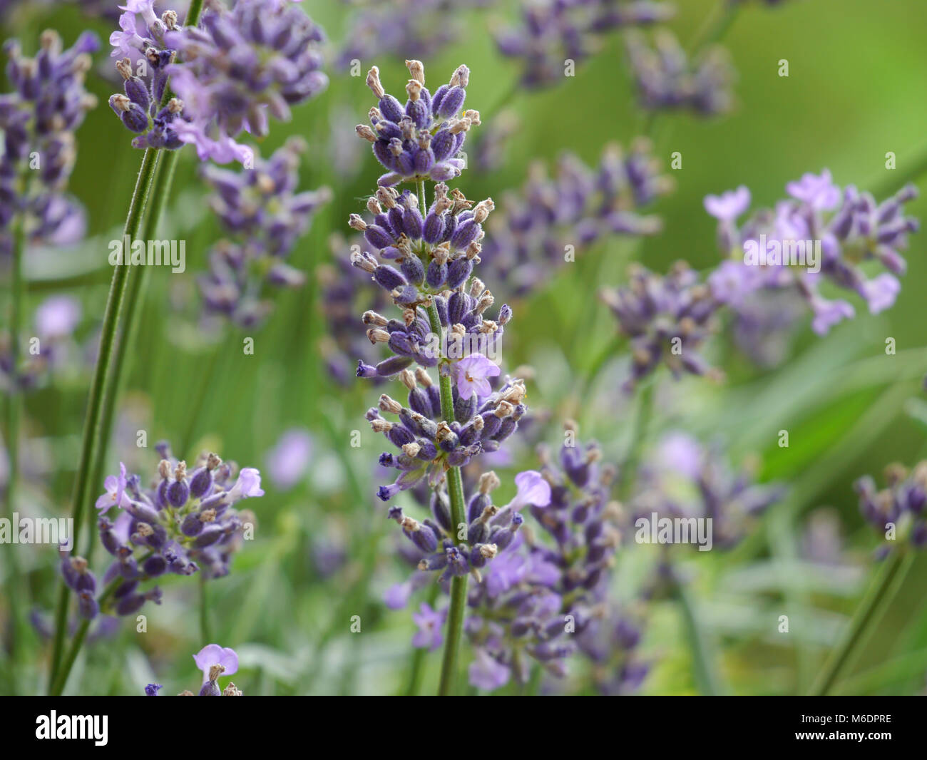 La lavanda / Lavandula angustifolia Foto Stock