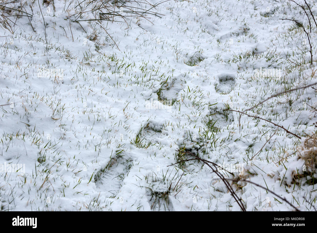 Orme nella neve sull' isola Valentia, nella contea di Kerry, Irlanda. Prima nevicata in 8 anni. Foto Stock