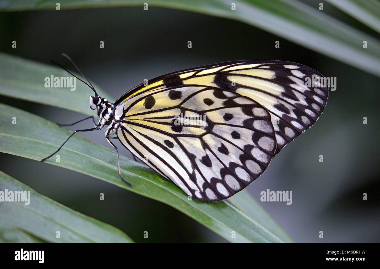 Aquilone di carta farfalla sulla foglia verde Foto Stock