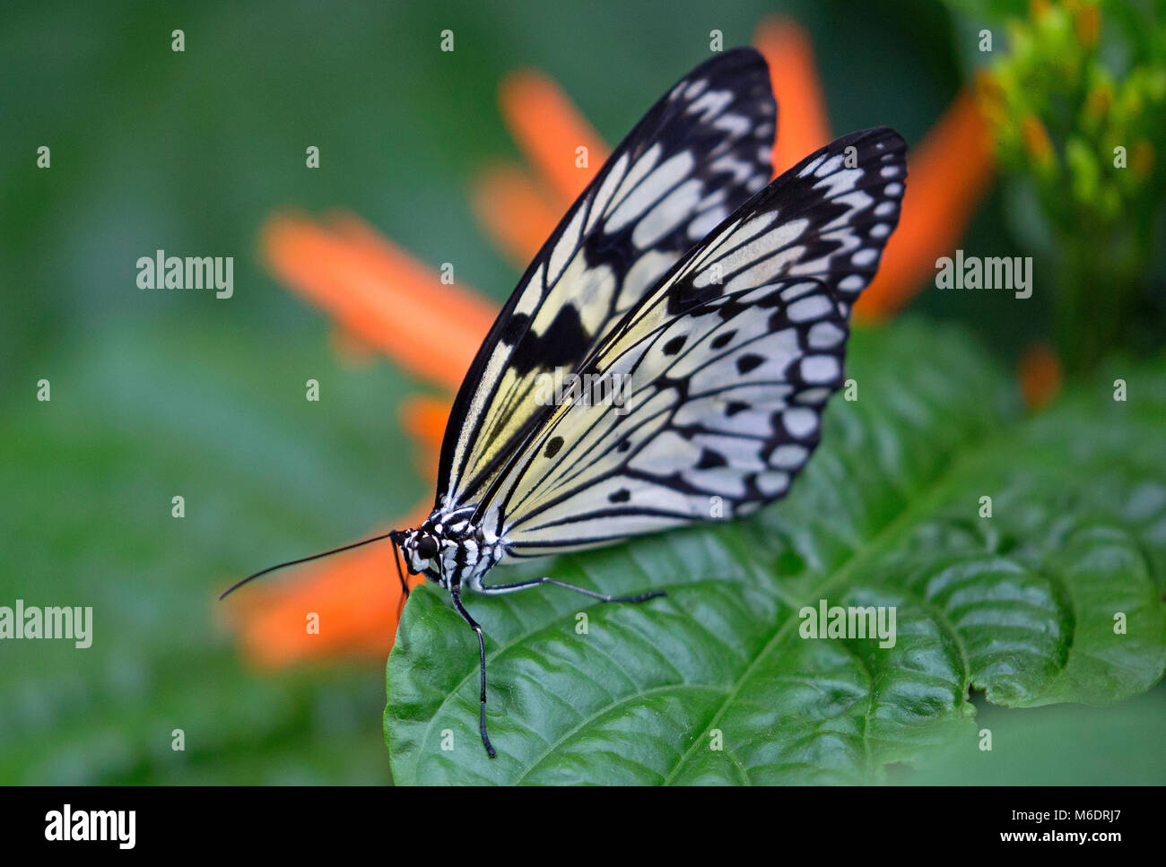 Primo piano di un aquilone di carta butterfly Foto Stock