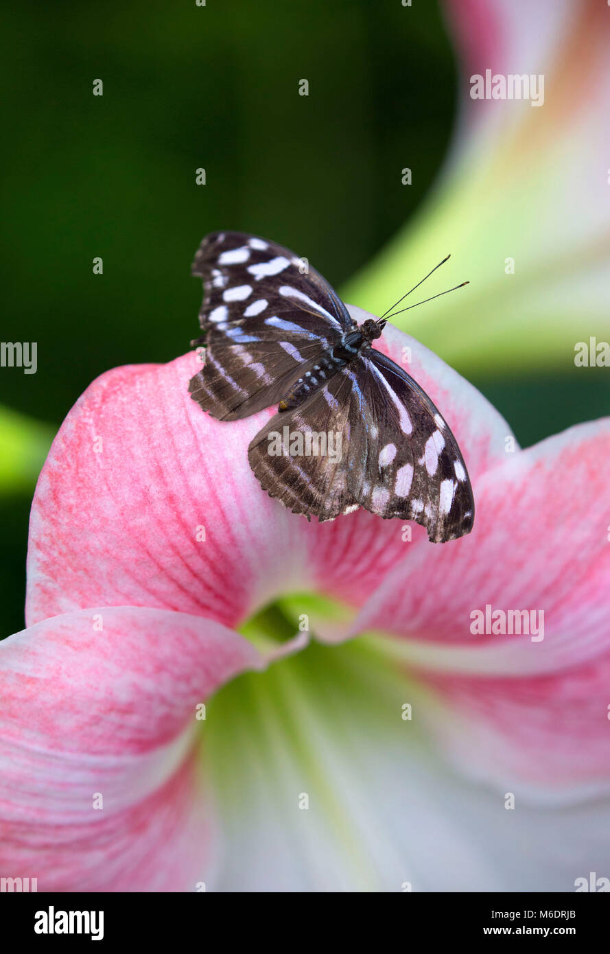 Siproeta stelenes farfalla sul fiore rosa Foto Stock