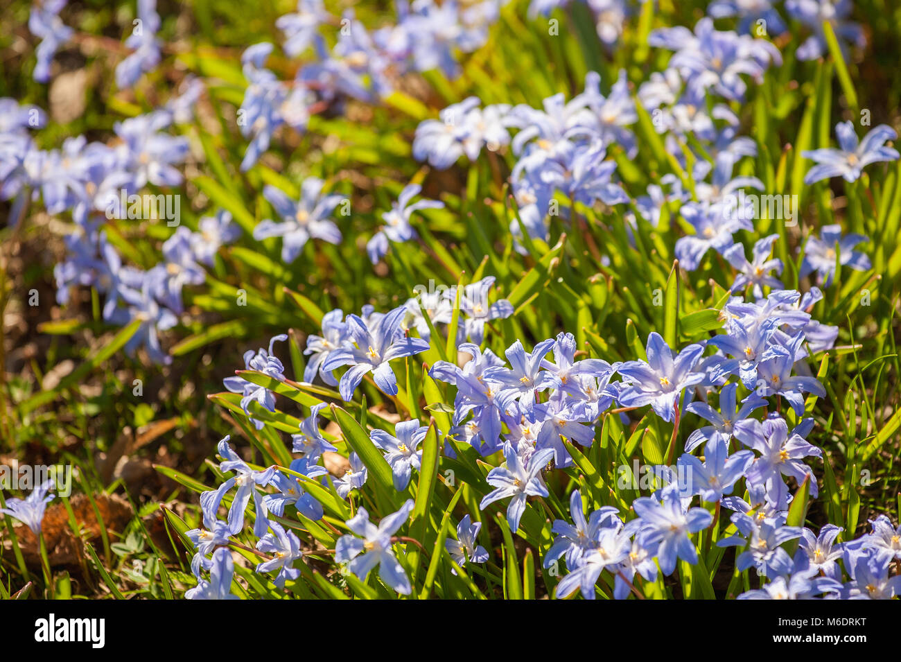Scilla fiori che crescono a Södra Promenaden svoltosi a Norrköping durante la primavera in Svezia Foto Stock