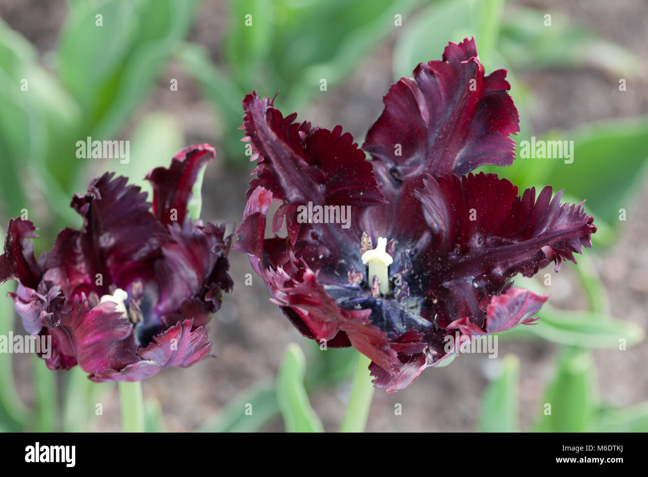 'Pappagallo nero' pappagallo Tulip, Papegoya tulpan (Tulipa gesneriana) Foto Stock