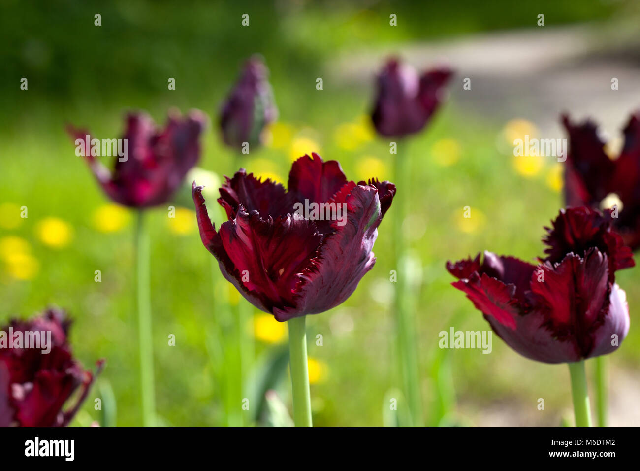 'Pappagallo nero' pappagallo Tulip, Papegoya tulpan (Tulipa gesneriana) Foto Stock