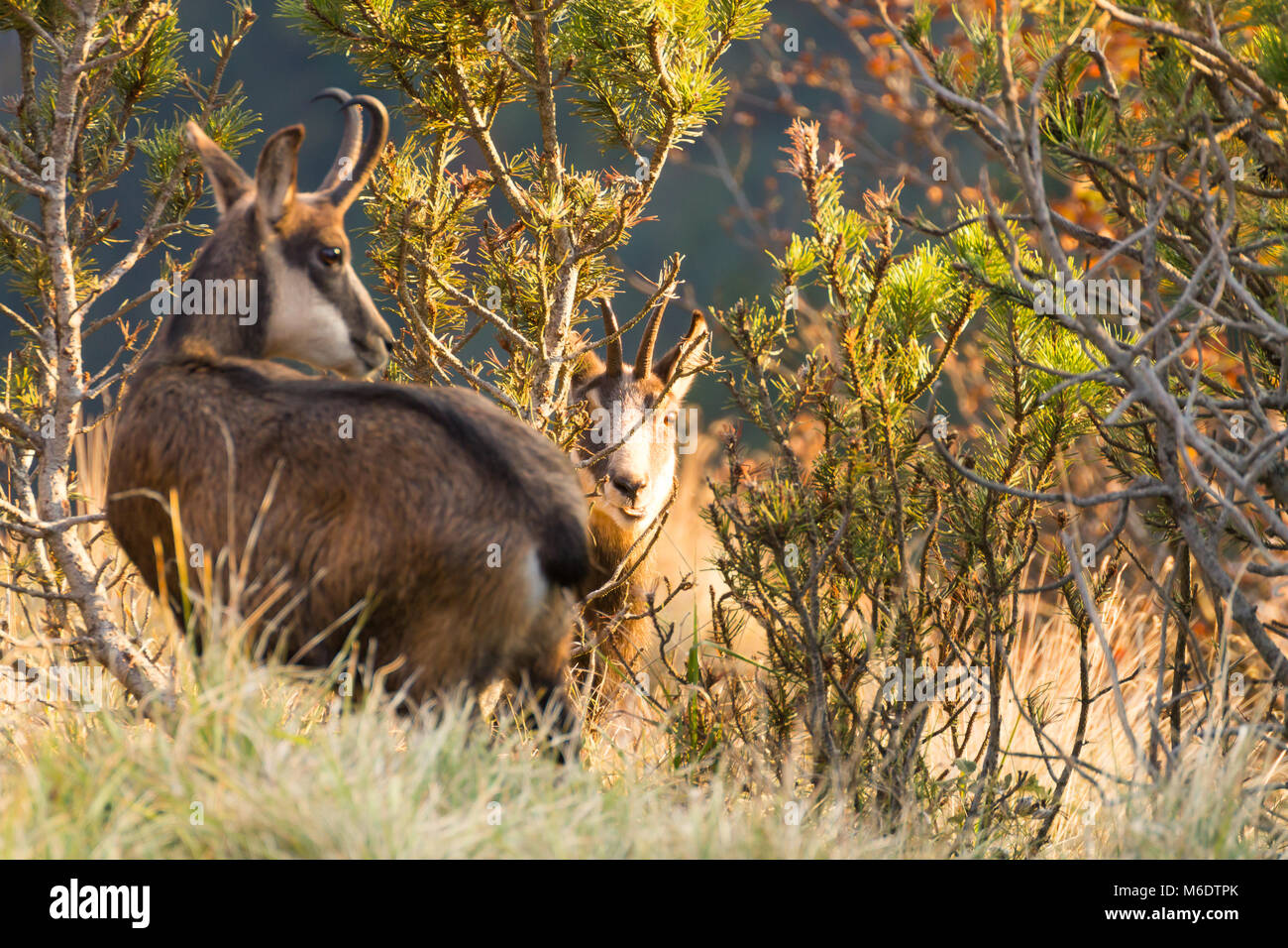 I giovani camosci dalle Alpi italiane, Rupicapra rupicapra Foto Stock