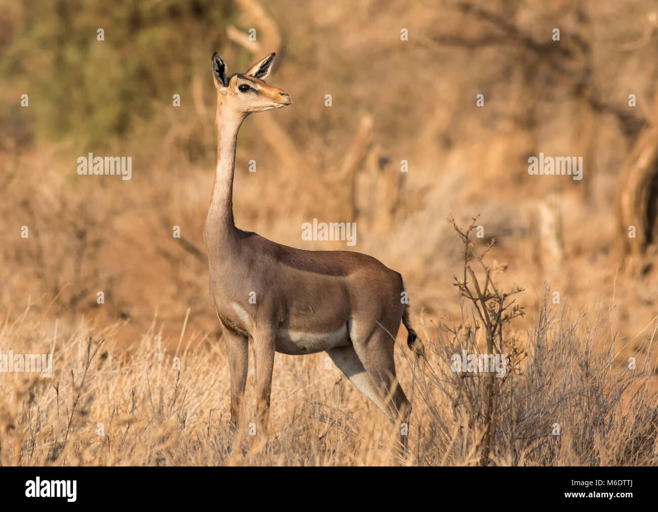 Gerenuk Foto Stock