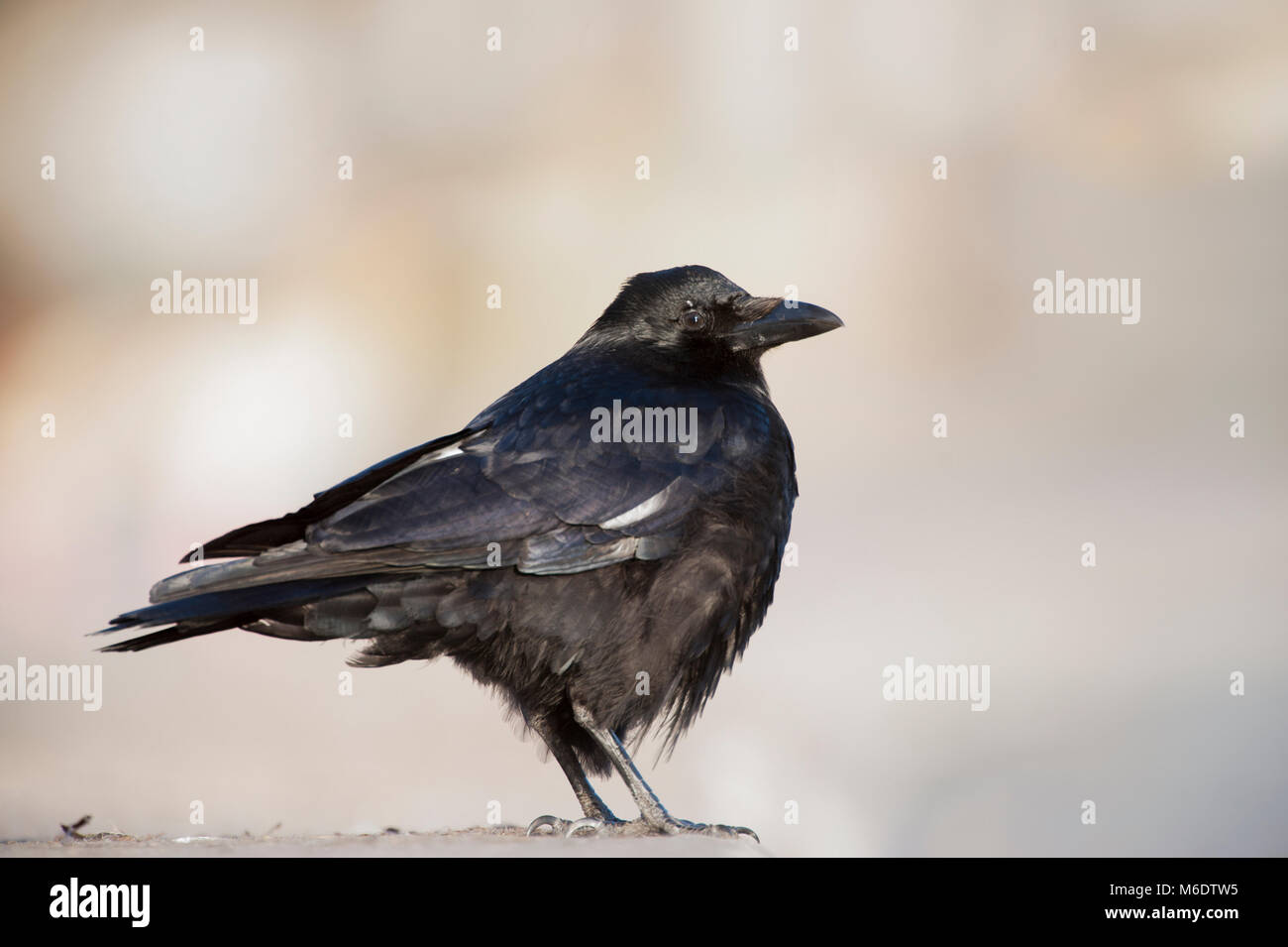 Carrion Crow, (Corvus corone), mostrando leucism in piume, in piedi sul suolo in inverno, Regents Park, London, Regno Unito Foto Stock