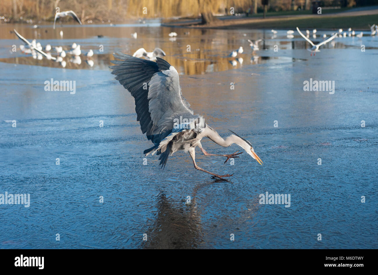 Airone cinerino (Ardea cinerea), in volo atterraggio su un lago ghiacciato, Regents Park, London, Regno Unito Foto Stock