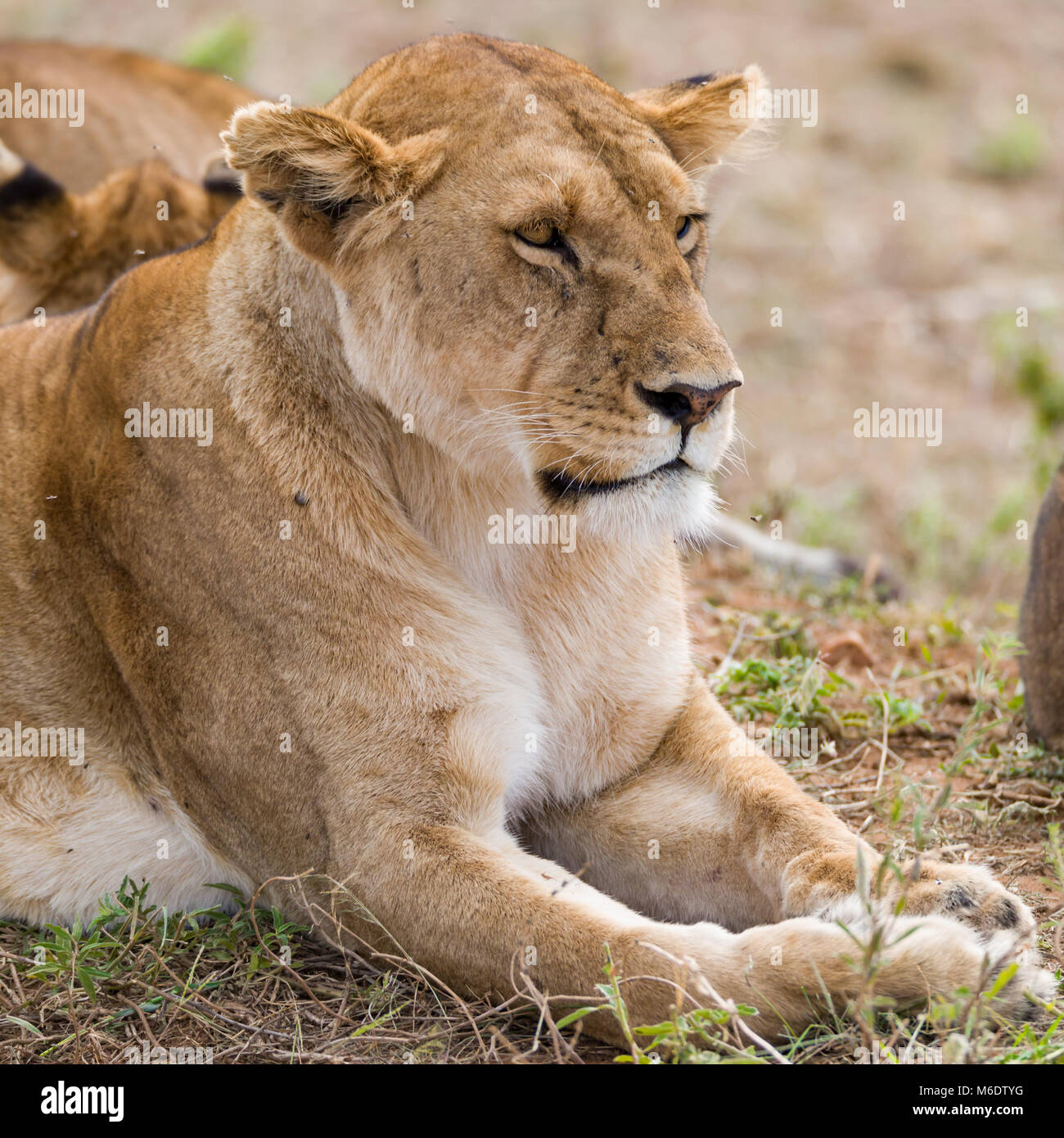 Femmina matura lion godendo di pomeriggio e il riposo nella savana,assonnato ma pericoloso guardare, ottobre 2017, il Masai Mara, Kenya, Africa Foto Stock