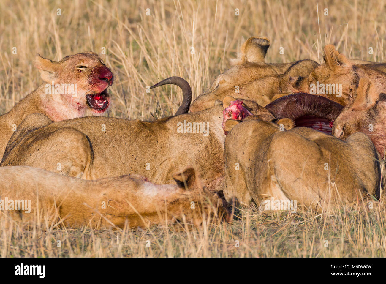 Orgoglio dei Leoni alimentare sulla preda (gnu) nella savana, godendo di carni fresche, di sangue e di mosche è tutta la loro pelliccia, Ottobre 2017 - Masai Mara, Kenya, Foto Stock