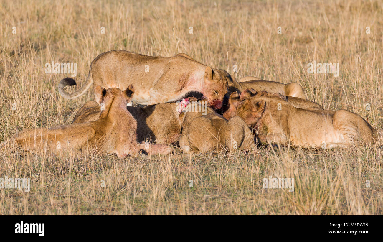 Orgoglio dei Leoni alimentare sulla preda (gnu) nella savana, godendo di carni fresche, di sangue e di mosche è tutta la loro pelliccia, Ottobre 2017 - Masai Mara, Kenya, Foto Stock