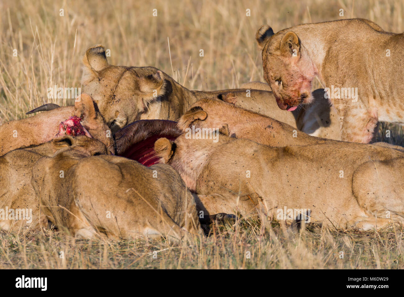 Orgoglio dei Leoni alimentare sulla preda (gnu) nella savana, godendo di carni fresche, di sangue e di mosche è tutta la loro pelliccia, Ottobre 2017 - Masai Mara, Kenya, Foto Stock