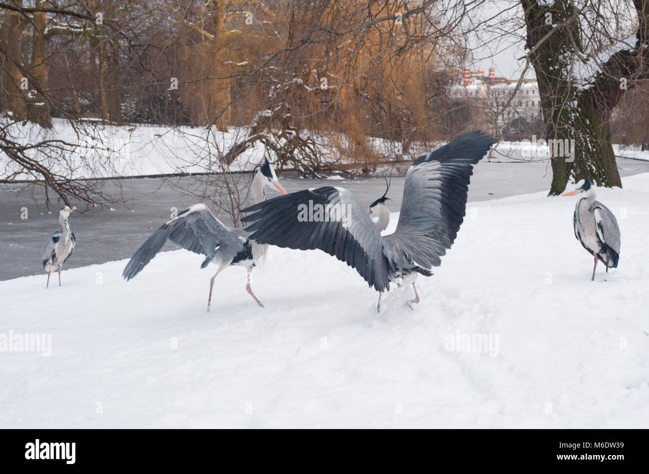 Grey Herons (Ardea cinerea), gareggia sul cibo durante la neve invernale nel Regent's Park, Londra, Regno Unito Foto Stock