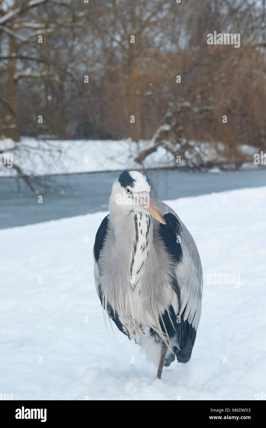 Airone cinerino (Ardea cinerea), neve invernale a Regents Park, London, Regno Unito Foto Stock