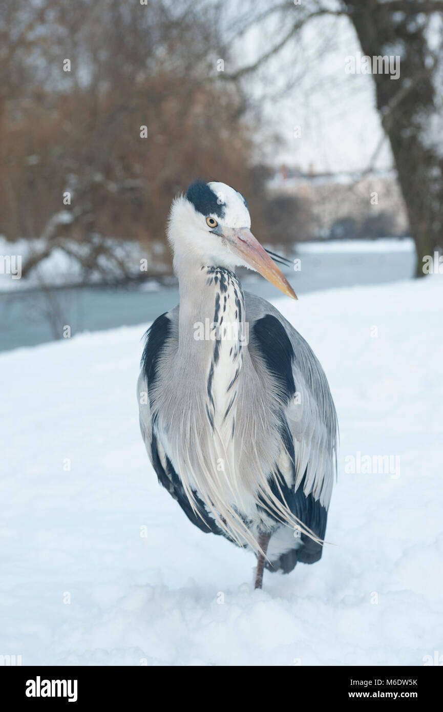 Airone cinerino (Ardea cinerea), neve invernale a Regents Park, London, Regno Unito Foto Stock