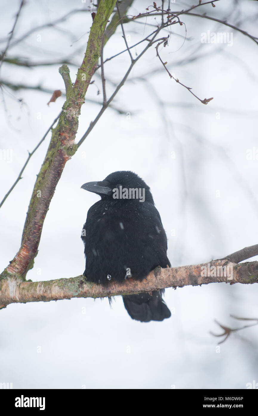 Carrion Crow, (Corvus corone), arroccato in inverno, Regents Park, London, Regno Unito Foto Stock