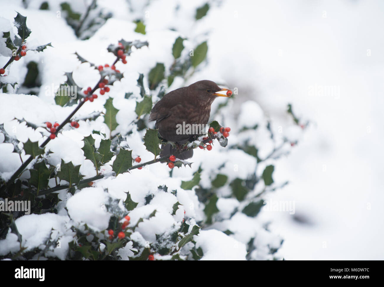 Merlo femmina (Turdus merula), alimentazione su un acino da holly in inverno la neve, Regents Park, London, Regno Unito Foto Stock