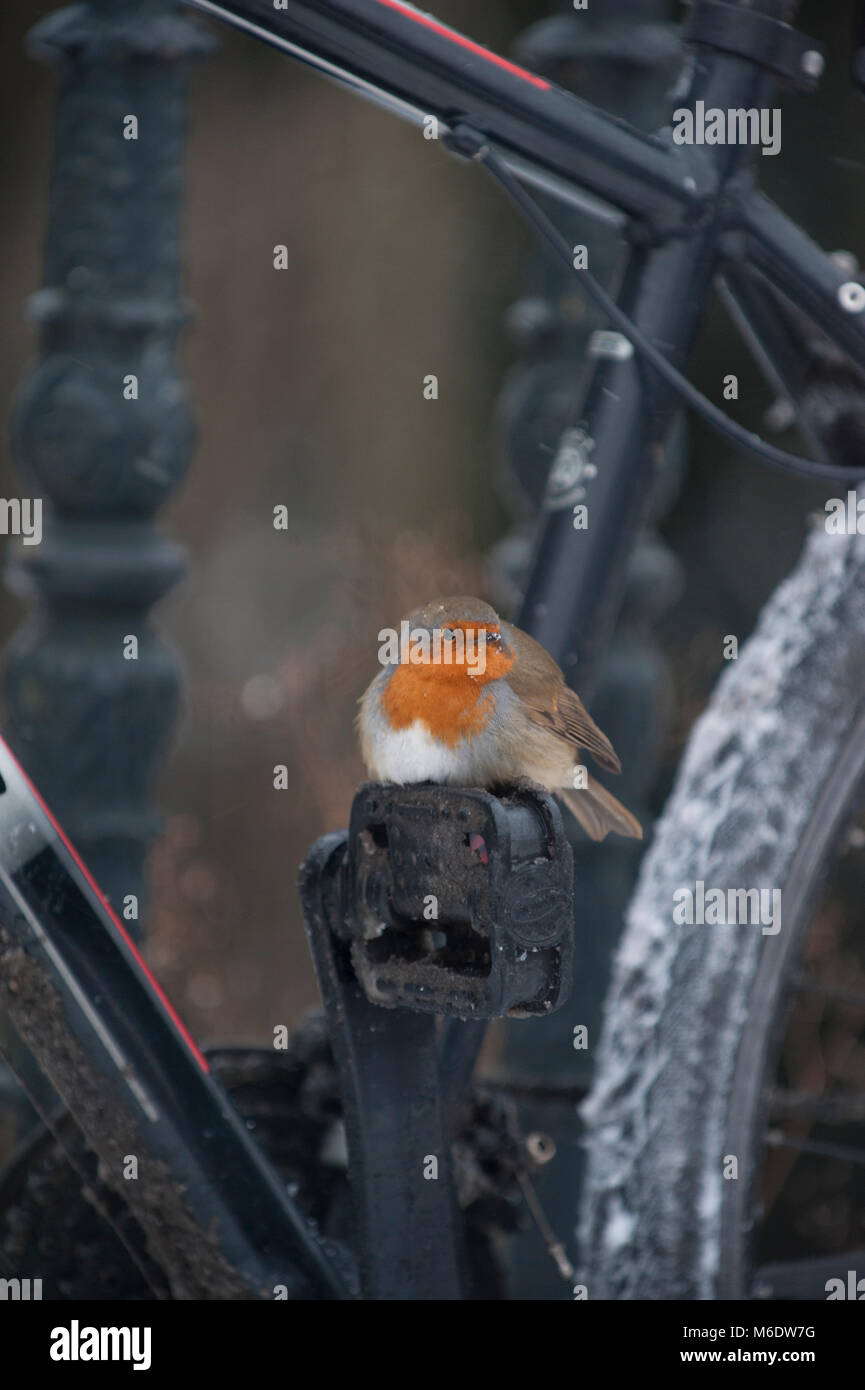 Unione Robin o eurasian robin (Erithacus rubecula), arroccato sul pedale di bicicletta durante l'inverno, Regents Park, London, Regno Unito Foto Stock