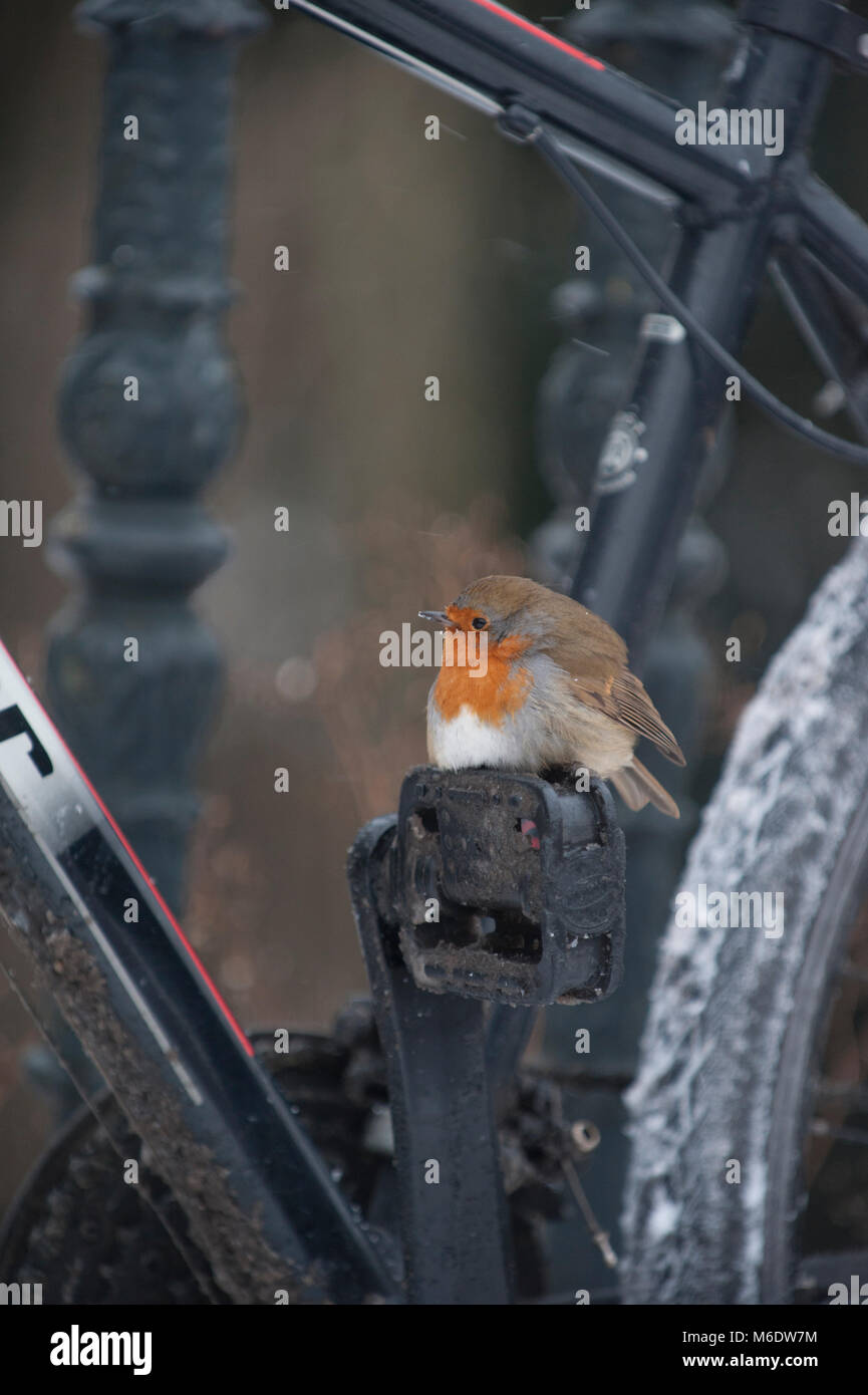Unione Robin o eurasian robin (Erithacus rubecula), arroccato sul pedale di bicicletta durante l'inverno, Regents Park, London, Regno Unito Foto Stock