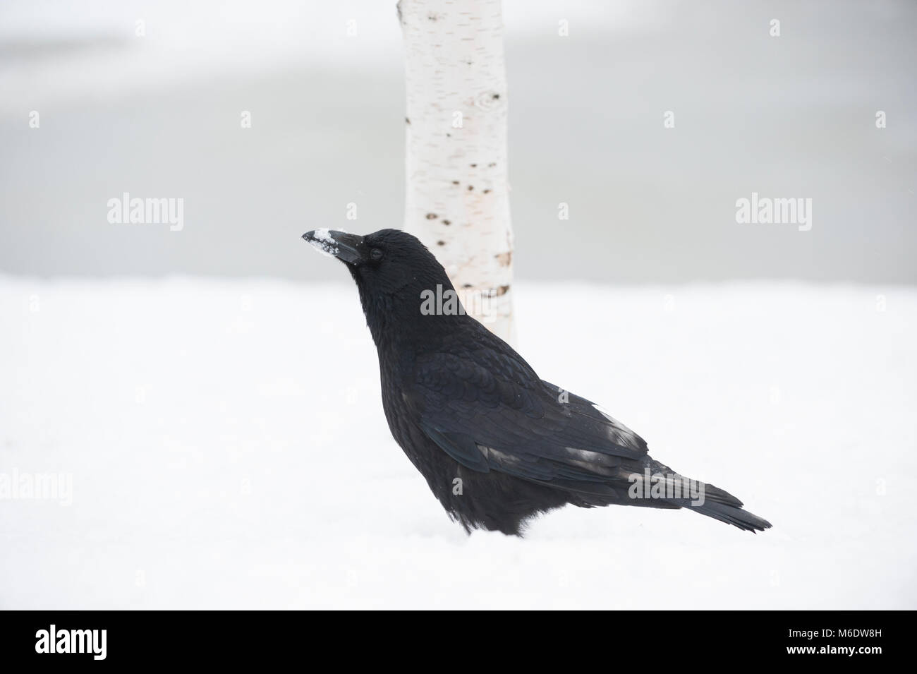 Carrion Crow, Corvus corone, di scavenging del cibo sul terreno in inverno la neve, Regents Park, London, Regno Unito Foto Stock