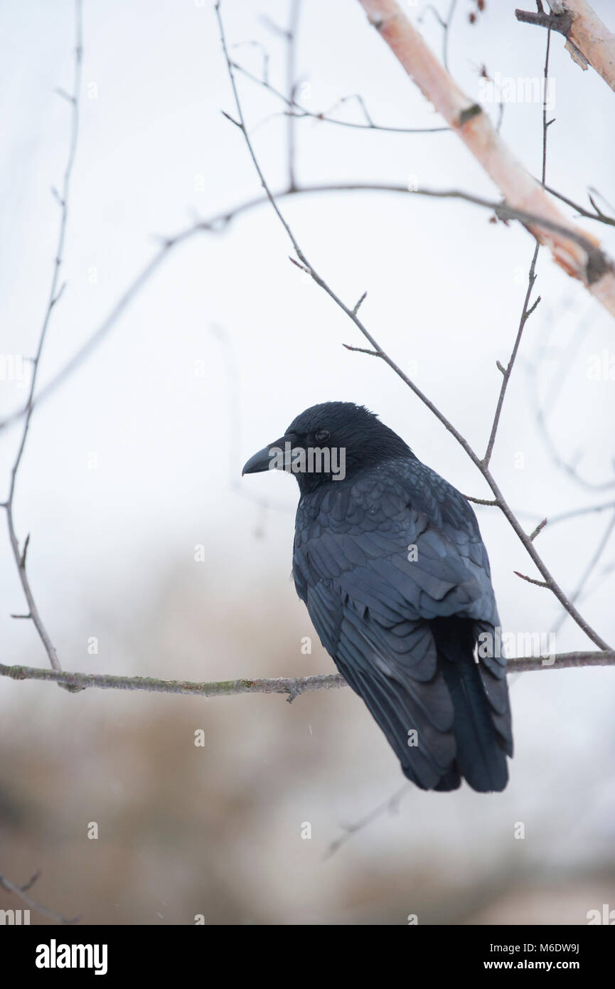 Carrion Crow, (Corvus corone), arroccato in inverno, Regents Park, London, Regno Unito Foto Stock