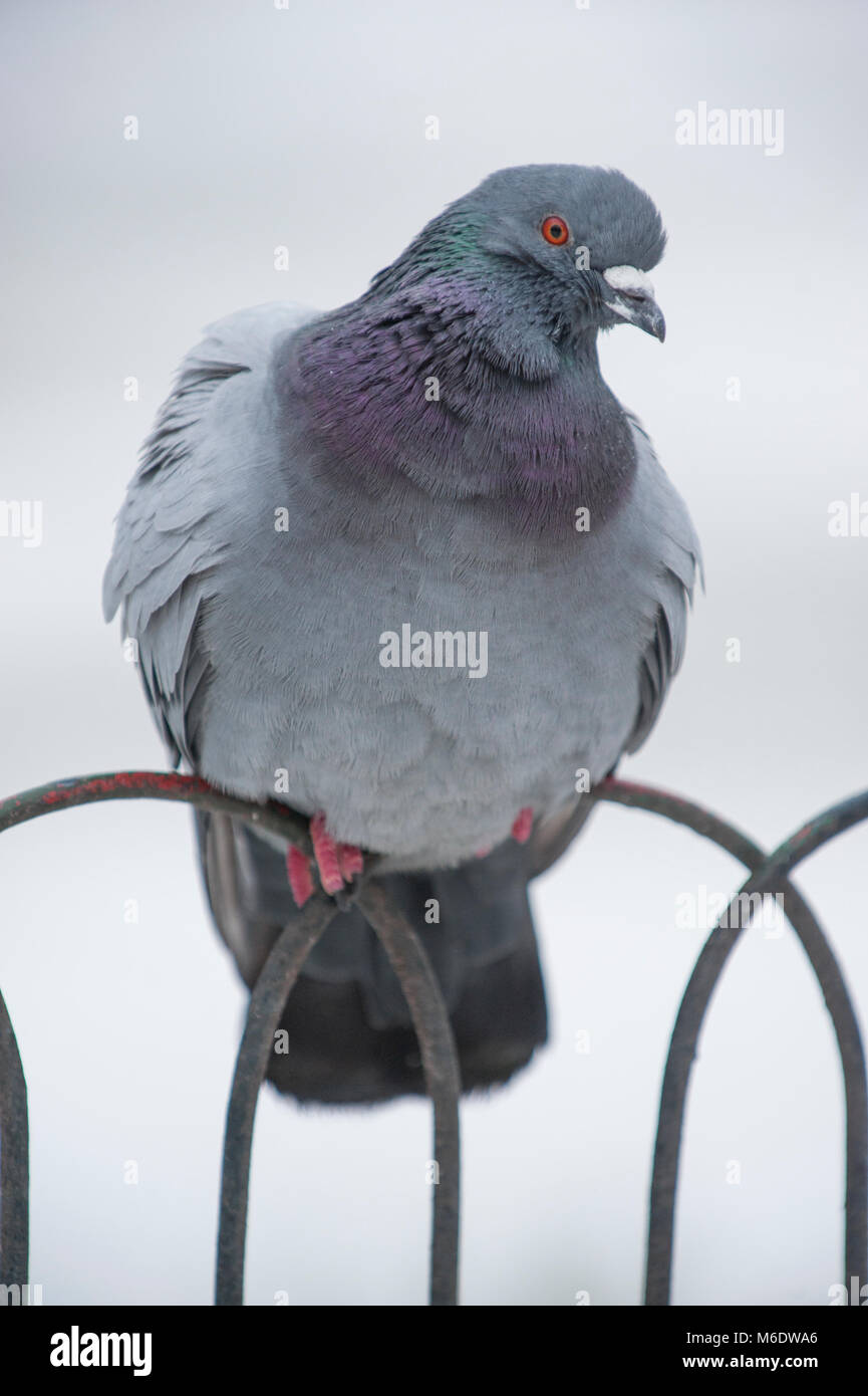 Feral Pigeon, Columba livia domestica, arroccato su ringhiere nella neve d'inverno, Regents Park, Londra, Regno Unito Foto Stock
