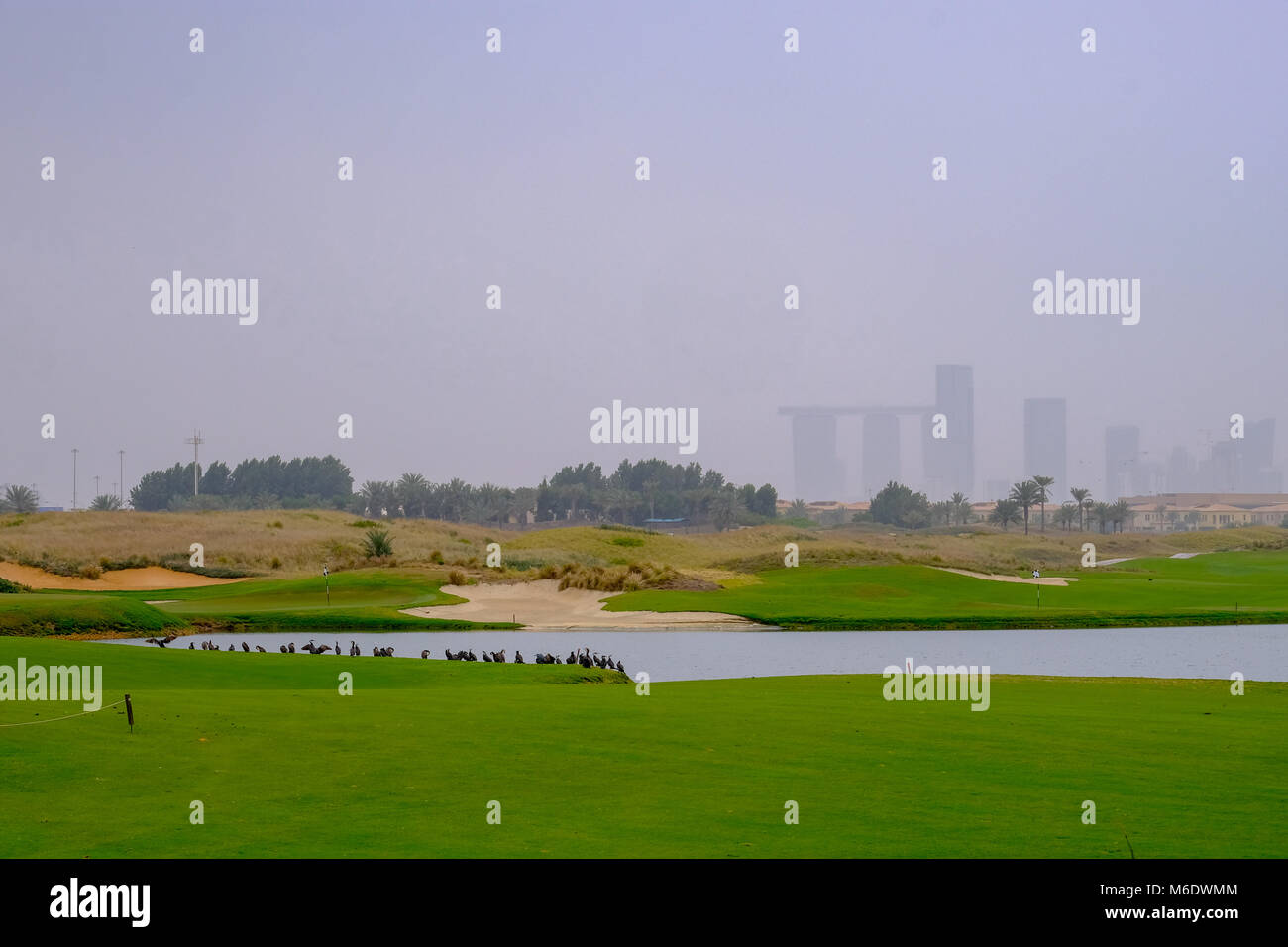 Fila di Mallard Duck spettatori guardando il Golf a Saadiyat Golf, Saadiyat Island Abu Dhabi. Foto Stock