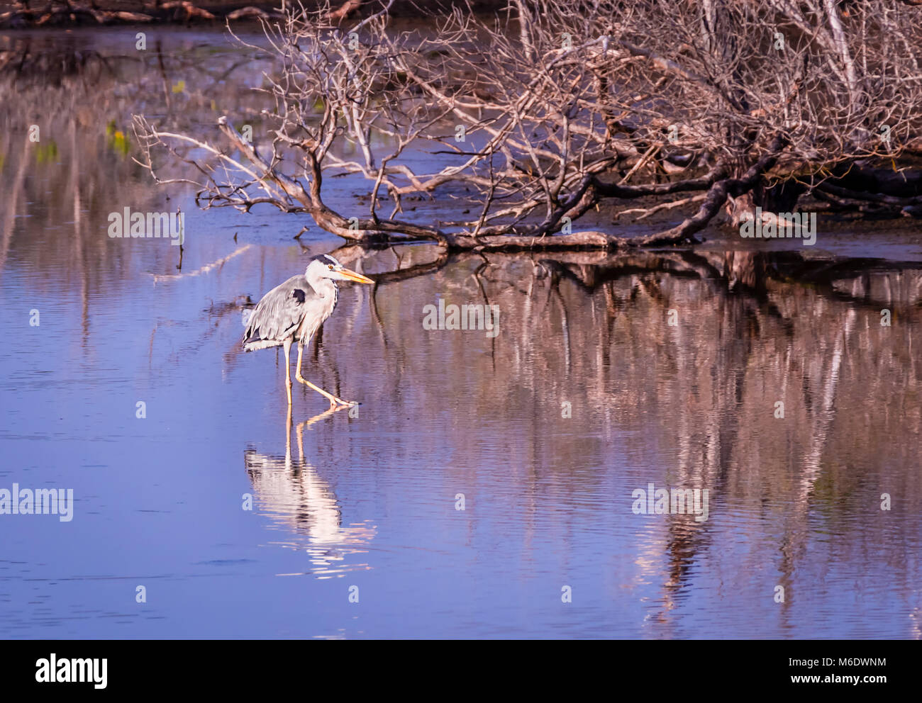 Gru in stagno Eedhigali, Hithadhu, atollo di Addu Foto Stock