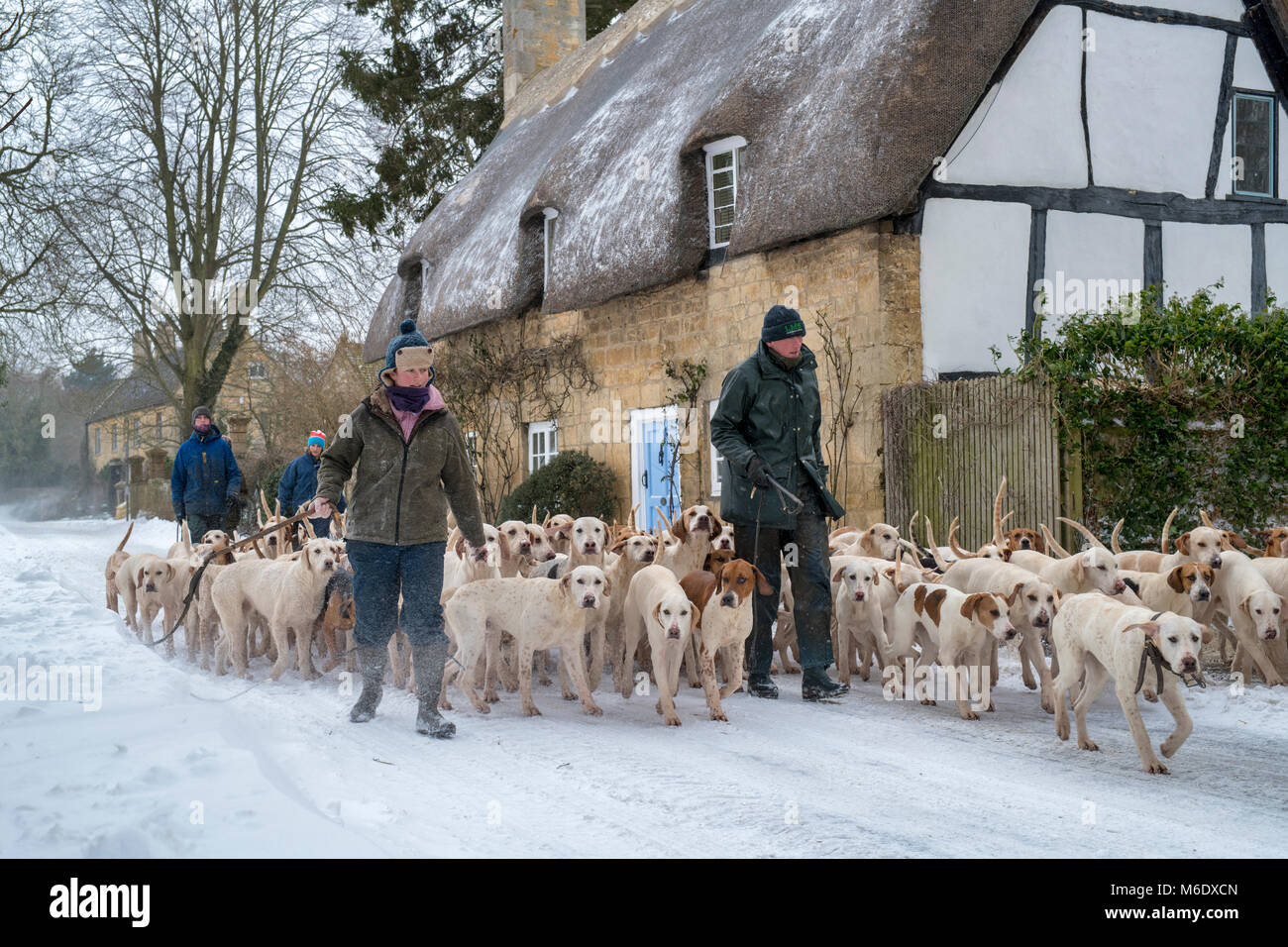 I north cotswolds cacciano i hounds essendo camminati oltre i cottage con tetto di paglia nella neve d'inverno. Broadway, Cotswolds, Worcestershire, Inghilterra Foto Stock