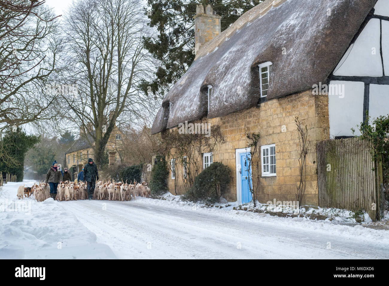 I north cotswolds cacciano i hounds essendo camminati oltre i cottage con tetto di paglia nella neve d'inverno. Broadway, Cotswolds, Worcestershire, Inghilterra Foto Stock
