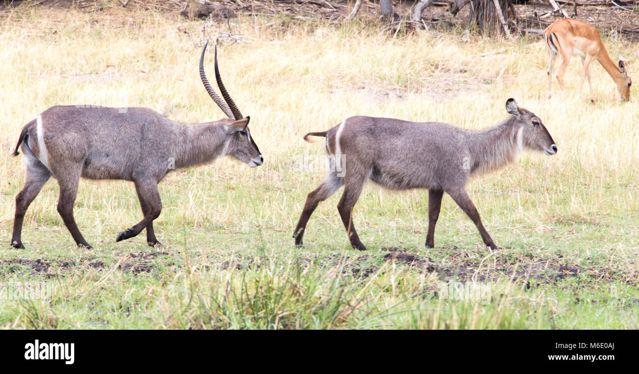 Waterbuck Kobus ellipsiprymnus Foto Stock