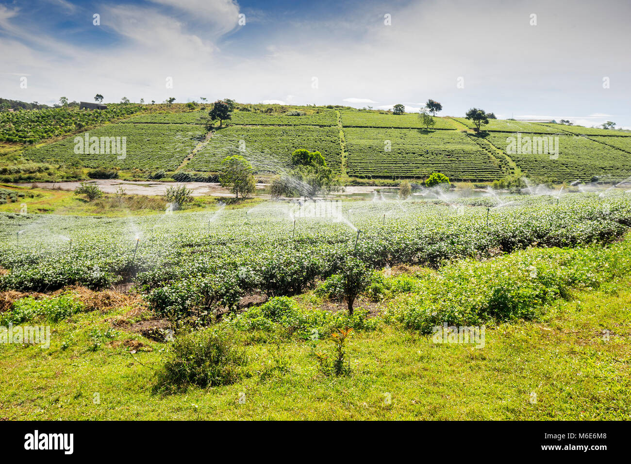 Agricoltore la raccolta del tè sulla Bao Loc colle tea, verde paesaggio sfondo, foglia verde. Bao Loc, Lam Dong, Vietnam Foto Stock