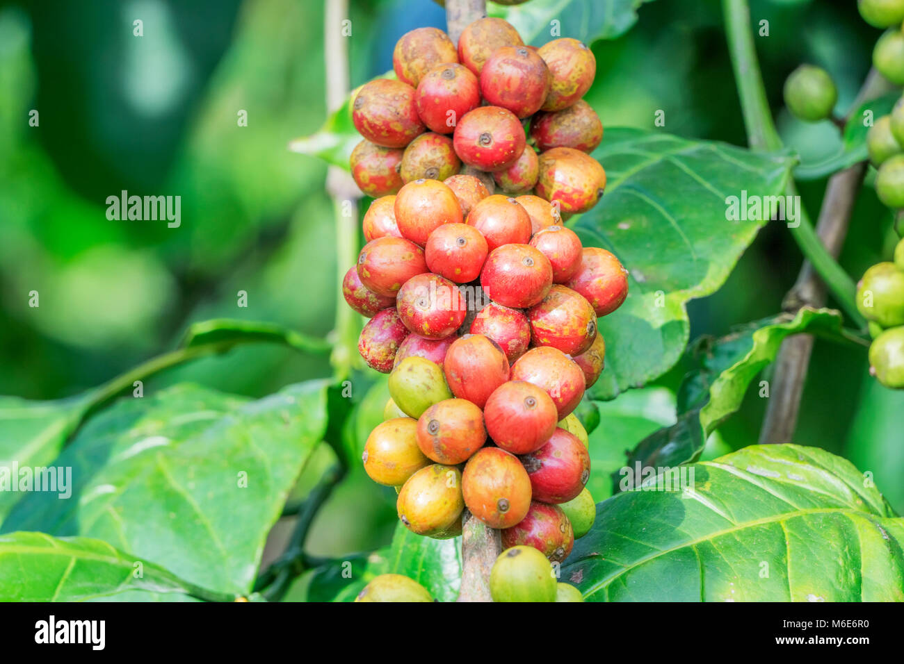 I chicchi di caffè su albero in fattoria, Baoloc, Lamdong, Vietnam Foto Stock