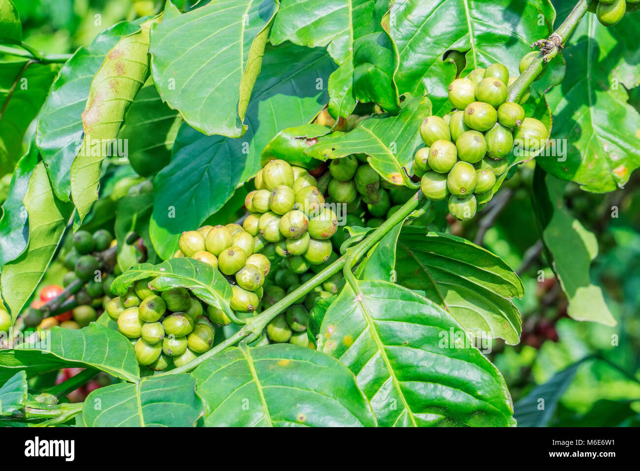 I chicchi di caffè su albero in fattoria, Baoloc, Lamdong, Vietnam Foto Stock