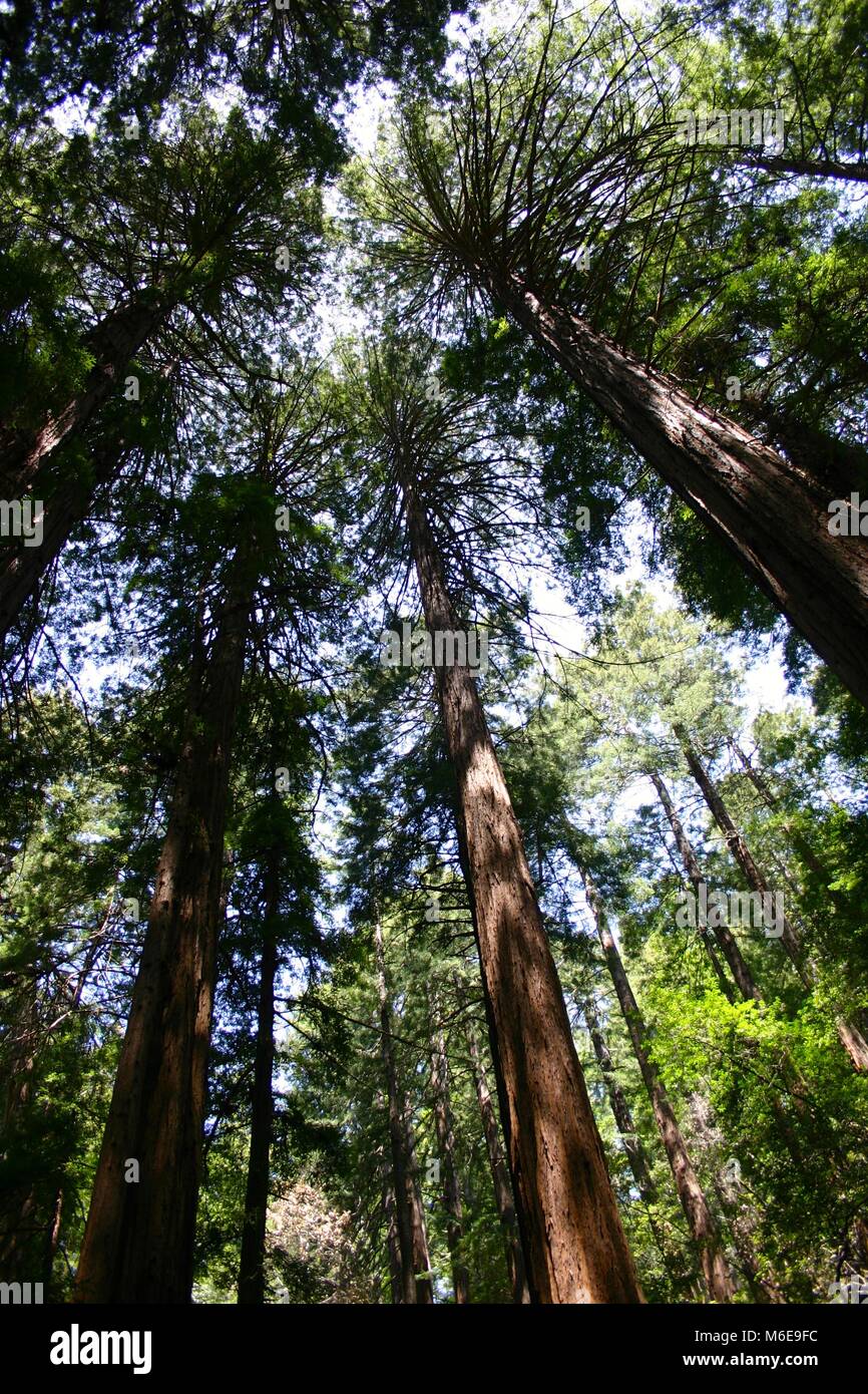 Guardando in alto nella tettoia del giant redwoods, California, Stati Uniti d'America. Foto Stock