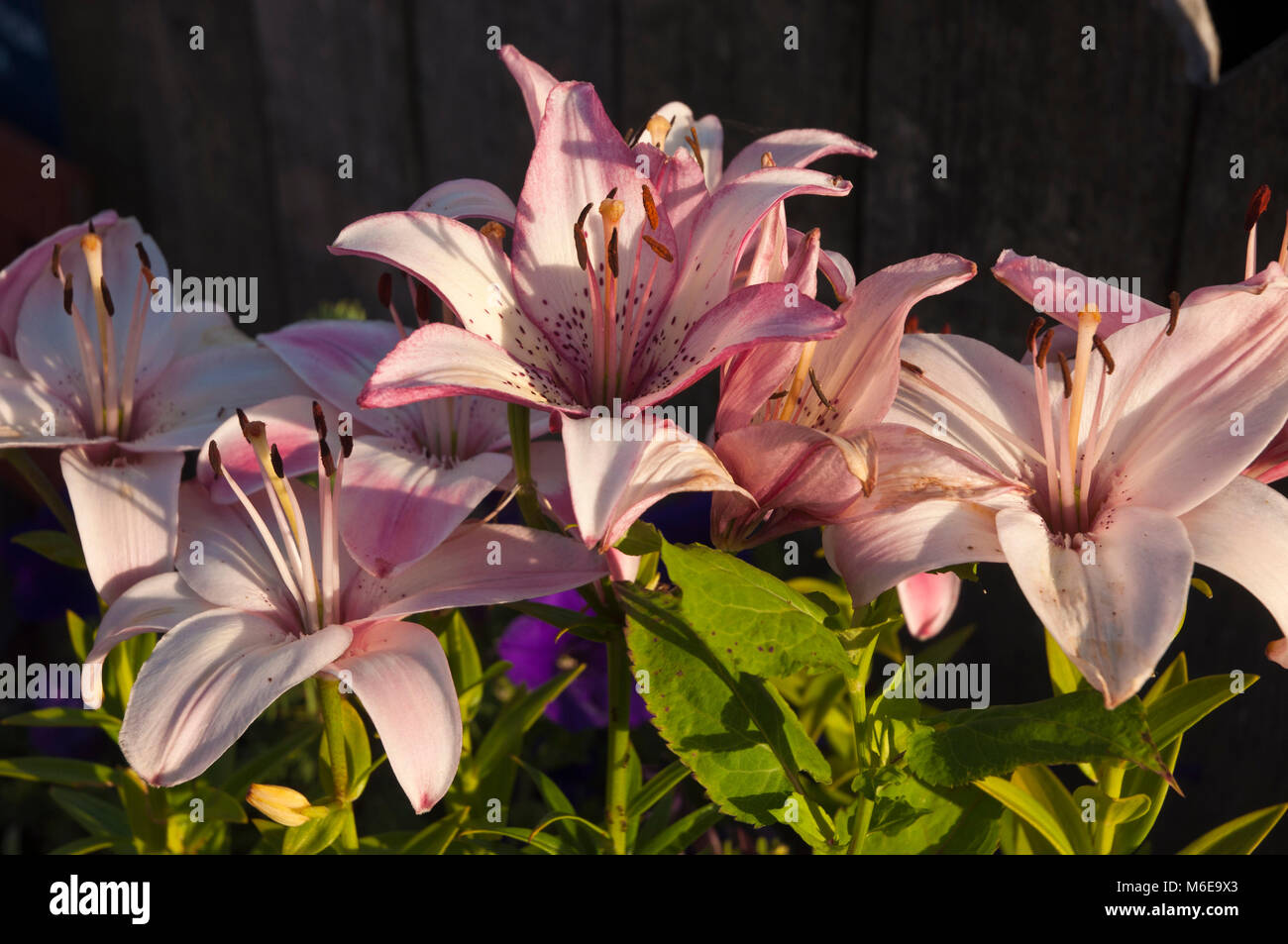 Vista del giorno gigli di sera. Foto Stock