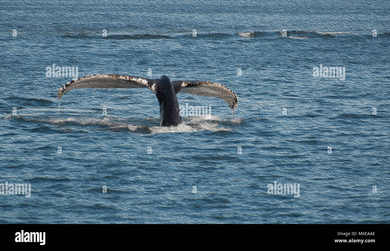Questa coda humpback racconta una storia di sopravvivenza. Foto Stock