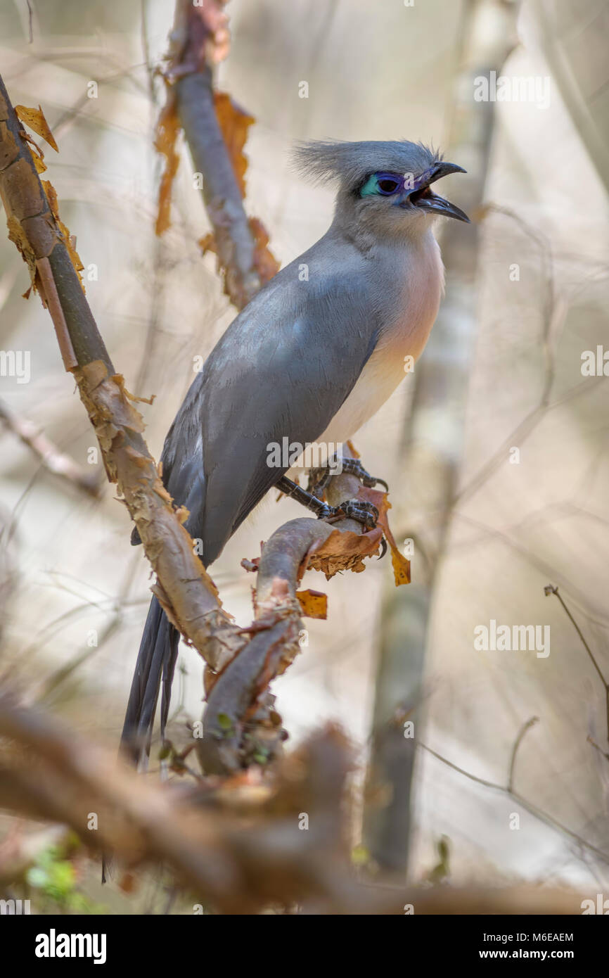 Crested Coua - Coua cristata, unica bella degli uccelli endemici del Madagascar foresta secca - Kirindy. Foto Stock